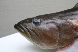 くえ・クエ・九絵・Epinephelus bruneus