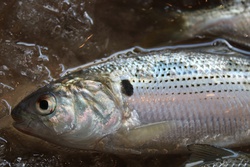 こはだ・コハダ・小肌 ・Threadfin shad・Konosirus punctatus