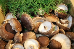 しいたけ・シイタケ・椎茸・Lentinula edodes