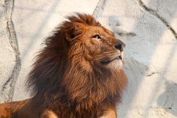 らいおん ・ライオン・Lion・Panthera leo