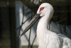 にほんこうのとり・ニホンコウノトリ ・日本鸛