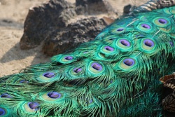いんどくじゃく・インドクジャク・印度孔雀・Indian peafowl・Pavo cristatus