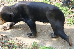 マレーグマ・馬来熊・Sun bear・Helarctos malayanus