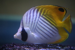 とげちょうちょううお・トゲチョウチョウウオ・棘蝶々魚・Chaetodon auriga
