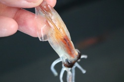 ほたるいか・ホタルイカ・蛍烏賊・firefly squid・Watasenia scintillans