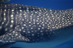 じんべえざめ・ジンベエザメ・甚兵衛鮫・鯨鮫・whale shark・Rhincodon typus