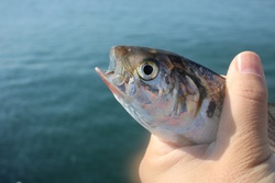 コハダ釣り