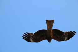 とび・トビ・ 鳶・Milvus migrans