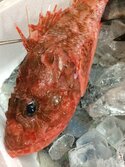 いずかさご・イズカサゴ・伊豆笠子・Scorpaena neglecta