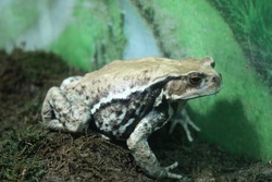 あずまひきがえる ・アズマヒキガエル・Bufo japonicus formosus