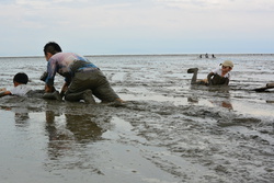 ひがた・干潟・mudflat