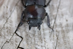 こくわがた・コクワガタ・小鍬形・Dorcus rectus