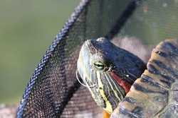 みししっぴあかみみがめ・ミシシッピアカミミガメ・Trachemys scripta elegans