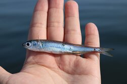 とうごろういわし・トウゴロウイワシ・藤五郎鰯・Hypoatherina valenciennei