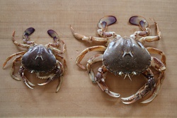 ひらつめがに・ヒラツメガニ・平爪蟹・Ovalipes punctatus