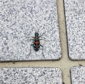 はんみょう・ハンミョウ・斑猫・Cicindela japonica