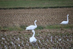 はくちょう・ハクチョウ・白鳥・swan