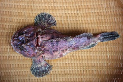 けむしかじか・ケムシカジカ・毛虫鰍・Hemitripterus villosus