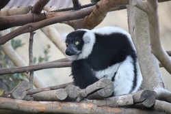 えりまききつねざる・エリマキキツネザル・Black-and-white Ruffed Lemur・Varecia variegata