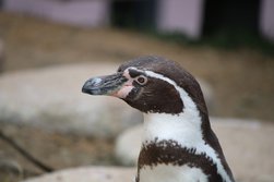 フンボルトペンギン・Spheniscus humboldti