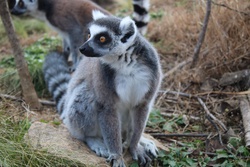 ワオキツネザル・Lemur catta 
