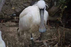 くろつらへらさぎ・クロツラヘラサギ・黒面箆鷺・Platalea minor