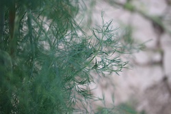 イノンド・dill（ディル）・蒔蘿・Anethum graveolens