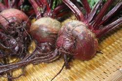 ビーツ・Red Ace Beetroot・Beta vulgaris 