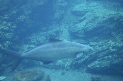 すぎ・スギ・Rachycentron canadum