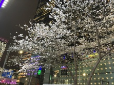 さくら・サクラ・桜・sakura・cherry blossom