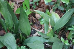 はらん・ハラン・Aspidistra elatior