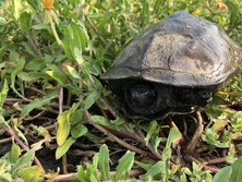 くさがめ・クサガメ・草亀・Mauremys reevesii 