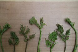 たらのめ・タラノメ・たらの芽・タラの芽