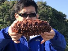 まなまこ・マナマコ・真海鼠・Apostichopus armata