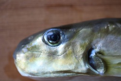 しろさばふぐ・シロサバフグ ・Lagocephalus spadiceus
