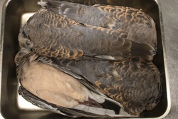 きじばと・キジバト・雉鳩・Streptopelia orientalis