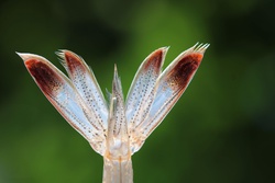 しばえび・シバエビ・芝海老・Metapenaeus joyneri