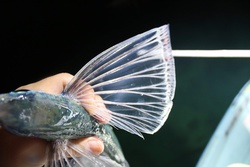 トビウオすくい