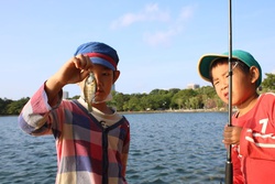 ブルーギル・Bluegill・Lepomis macrochirus