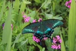 みやまからすあげは・ミヤマカラスアゲハ・深山烏揚羽・Papilio maackii