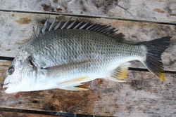 きちぬ・キチヌ・黄茅渟・Yellowfin sea-bream・Acanthopagrus latus