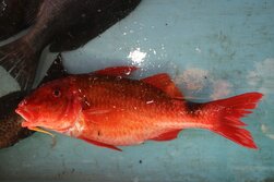 おじさん・オジサン・Parupeneus multifasciatus