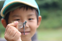 しおからとんぼ ・シオカラトンボ・塩辛蜻蛉・Orthetrum albistylum speciosum