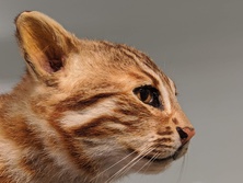 つしまやまねこ・ツシマヤマネコ・対馬山猫・Prionailurus bengalensis euptilurus 