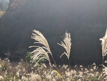 すすき・ススキ・薄・Miscanthus sinensis