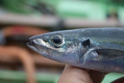 くさやもろ・クサヤモロ・臭屋鰘・Decapterus macarellus