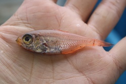 きんめもどき・キンメモドキ・金目擬・Parapriacanthus ransonneti Steindachner