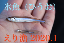 氷魚（ひうお）えり漁