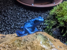 コバルトヤドクガエル