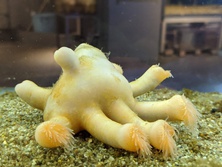 やどかりすなぎんちゃく・ヤドカリスナギンチャク・Epizoanthus xenomorphoideus